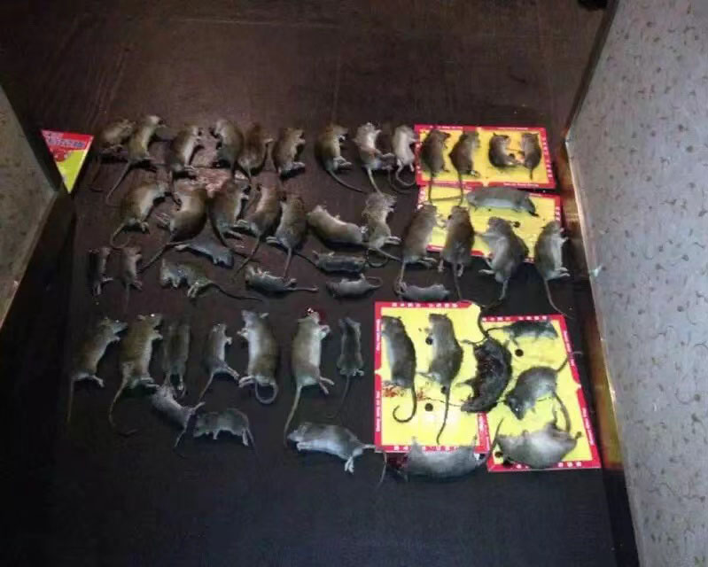 消殺成功案例