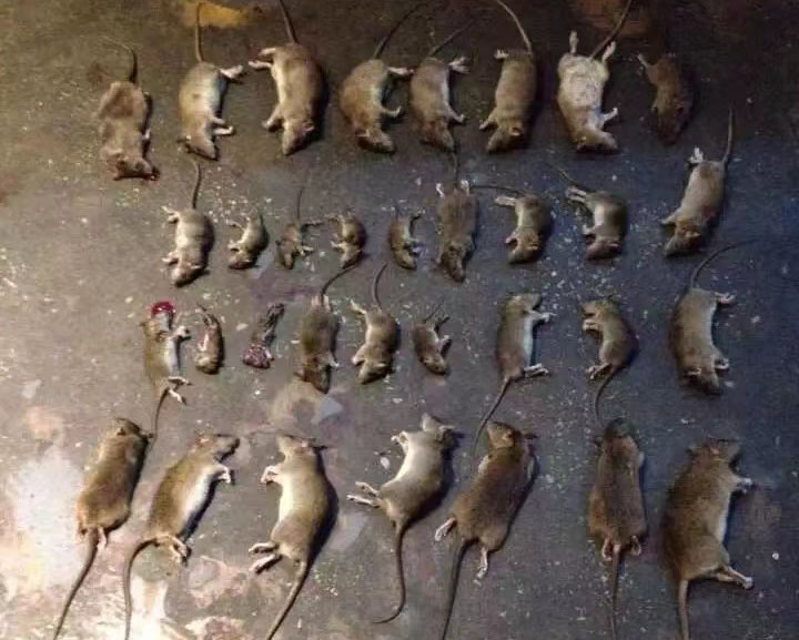消殺成功案例