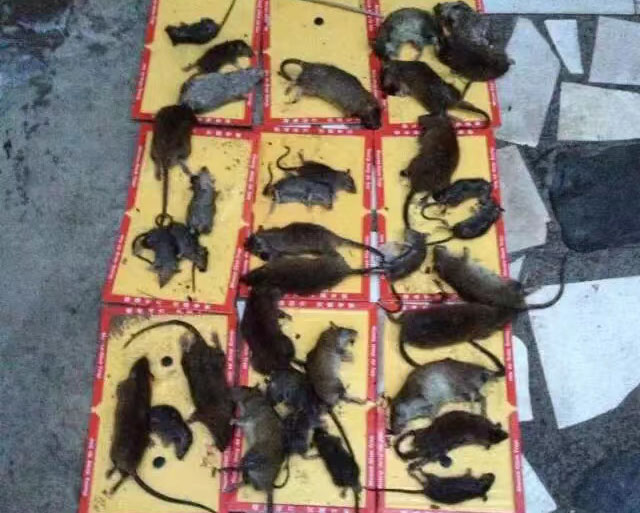 消殺成功案例