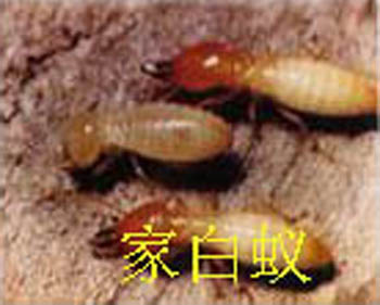 家白蟻防治
