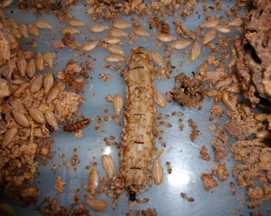 專(zhuān)業(yè)有害生物防治